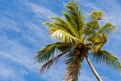 Echt ein Traum - Alleskönner Kokospalme
