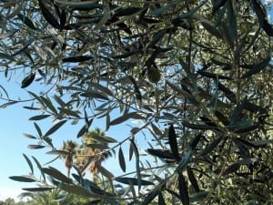 Der Olivenbaum – ein Geschenk der Götter?