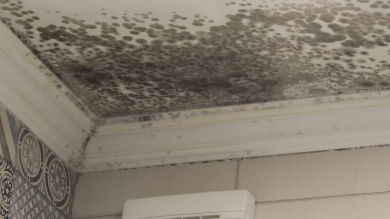 Schimmel an der Decke