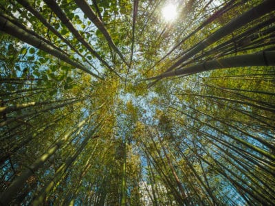 Bauen mit Bambus – vom Billigprodukt zum grünen Gold?