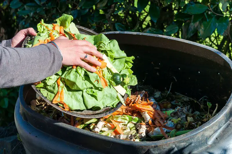 Salat und Gemüse in den Kompost