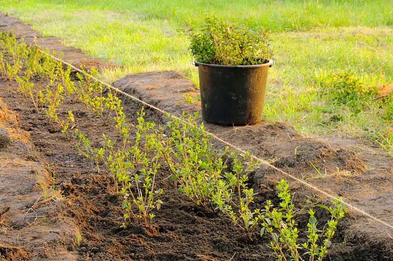 Ligusterhecke pflanzen