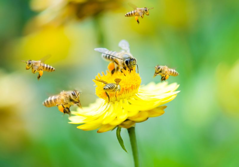 Bienen auf Blume