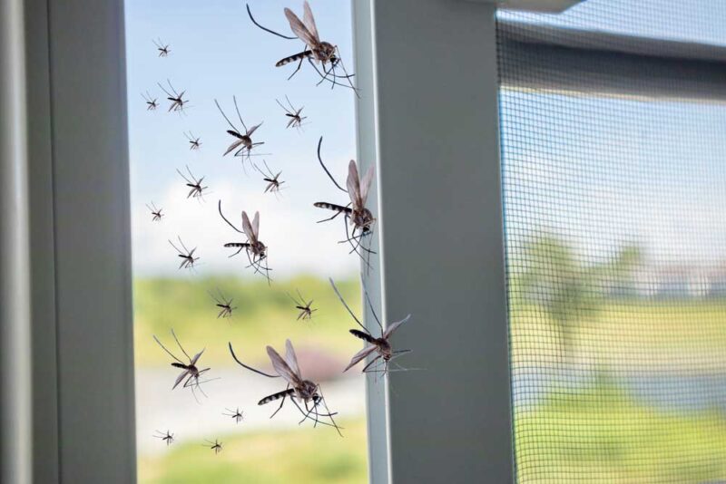 Fliegengitter Balkontür