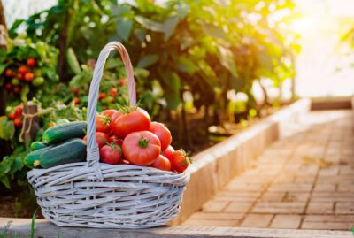 Selbstversorgung: Gemüse, Obst und Kräuter erfolgreich anbauen selbstversorgung