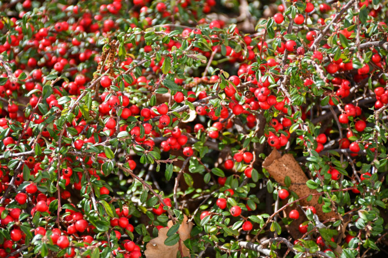 Feuerdorn mit roten Beeren