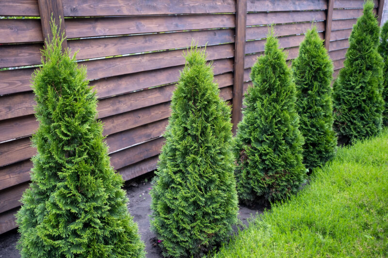 frisch gepflanzte Thuja